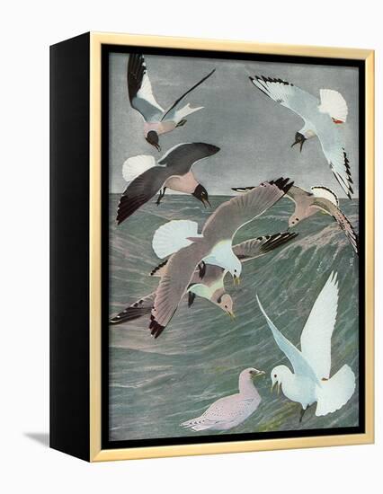 Sea Birds, 1913-Louis Agassiz Fuertes-Framed Premier Image Canvas