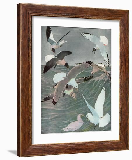 Sea Birds, 1913-Louis Agassiz Fuertes-Framed Giclee Print