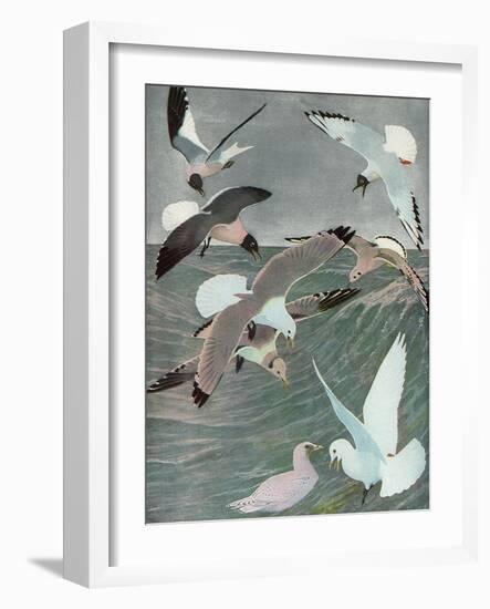 Sea Birds, 1913-Louis Agassiz Fuertes-Framed Giclee Print