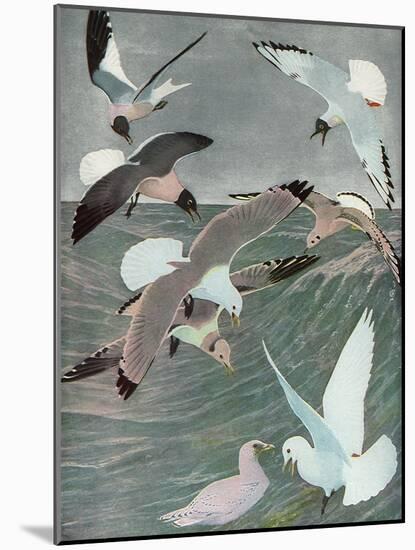 Sea Birds, 1913-Louis Agassiz Fuertes-Mounted Giclee Print