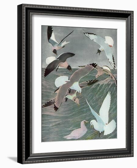 Sea Birds, 1913-Louis Agassiz Fuertes-Framed Giclee Print