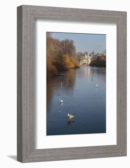 Sea Birds (Gulls) on Ice Covered Frozen Lake with Westminster Backdrop in Winter-Eleanor Scriven-Framed Photographic Print