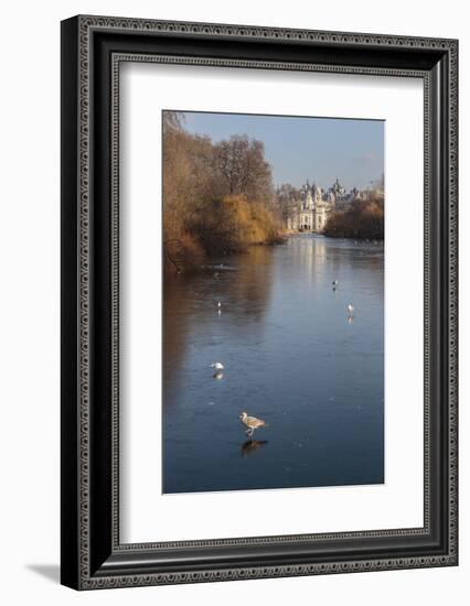 Sea Birds (Gulls) on Ice Covered Frozen Lake with Westminster Backdrop in Winter-Eleanor Scriven-Framed Photographic Print