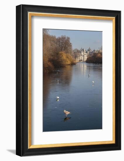 Sea Birds (Gulls) on Ice Covered Frozen Lake with Westminster Backdrop in Winter-Eleanor Scriven-Framed Photographic Print