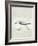 Sea Birds II-Kathrine Lovell-Framed Art Print