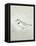 Sea Birds IV-Kathrine Lovell-Framed Stretched Canvas