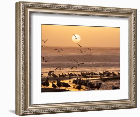 Sea Birds on Beach, Sun Setting in Mist, Santa Cruz Coast, California, USA,-Tom Norring-Framed Photographic Print