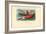 Sea Cucumber, 1863-79-Raimundo Petraroja-Framed Giclee Print