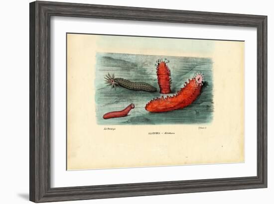 Sea Cucumber, 1863-79-Raimundo Petraroja-Framed Giclee Print