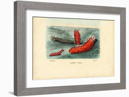 Sea Cucumber, 1863-79-Raimundo Petraroja-Framed Giclee Print