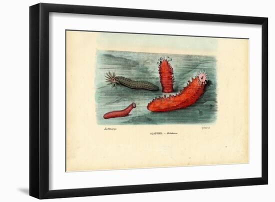 Sea Cucumber, 1863-79-Raimundo Petraroja-Framed Giclee Print