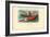 Sea Cucumber, 1863-79-Raimundo Petraroja-Framed Giclee Print