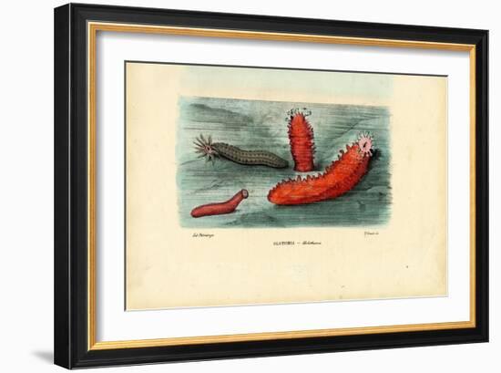 Sea Cucumber, 1863-79-Raimundo Petraroja-Framed Giclee Print