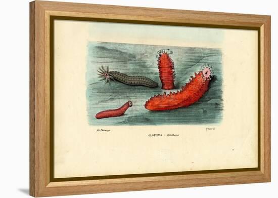 Sea Cucumber, 1863-79-Raimundo Petraroja-Framed Premier Image Canvas