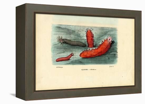 Sea Cucumber, 1863-79-Raimundo Petraroja-Framed Premier Image Canvas