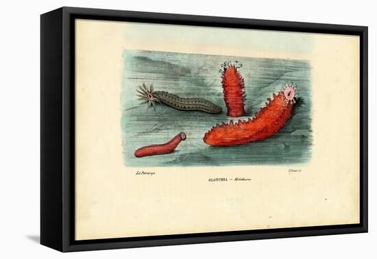 Sea Cucumber, 1863-79-Raimundo Petraroja-Framed Premier Image Canvas