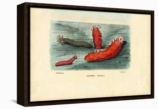 Sea Cucumber, 1863-79-Raimundo Petraroja-Framed Premier Image Canvas