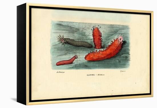 Sea Cucumber, 1863-79-Raimundo Petraroja-Framed Premier Image Canvas