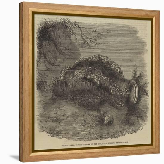 Sea-Cucumber, in the Gardens of the Zoological Society, Regent'S-Park-null-Framed Premier Image Canvas