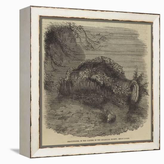 Sea-Cucumber, in the Gardens of the Zoological Society, Regent'S-Park-null-Framed Premier Image Canvas