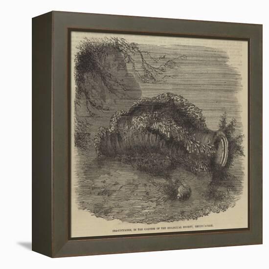 Sea-Cucumber, in the Gardens of the Zoological Society, Regent'S-Park-null-Framed Premier Image Canvas