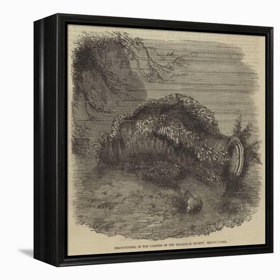 Sea-Cucumber, in the Gardens of the Zoological Society, Regent'S-Park-null-Framed Premier Image Canvas