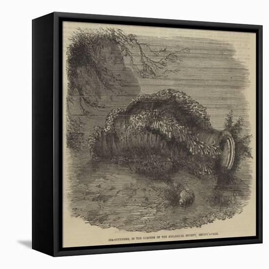 Sea-Cucumber, in the Gardens of the Zoological Society, Regent'S-Park-null-Framed Premier Image Canvas