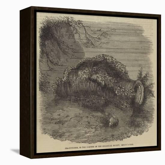 Sea-Cucumber, in the Gardens of the Zoological Society, Regent'S-Park-null-Framed Premier Image Canvas