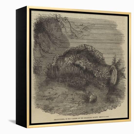Sea-Cucumber, in the Gardens of the Zoological Society, Regent'S-Park-null-Framed Premier Image Canvas