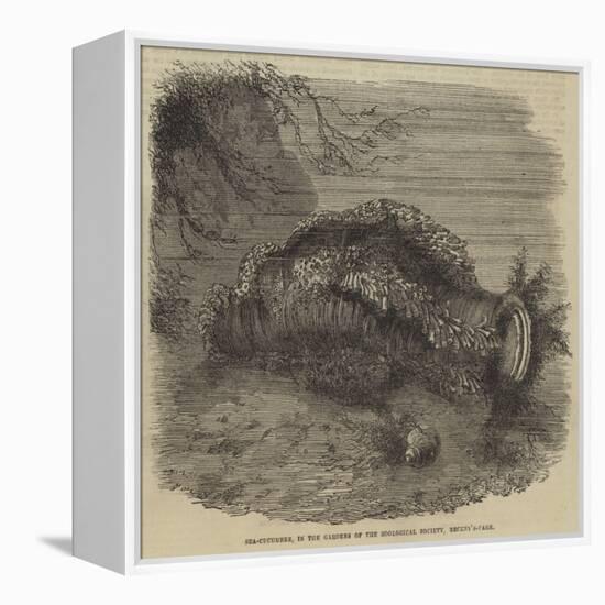 Sea-Cucumber, in the Gardens of the Zoological Society, Regent'S-Park-null-Framed Premier Image Canvas
