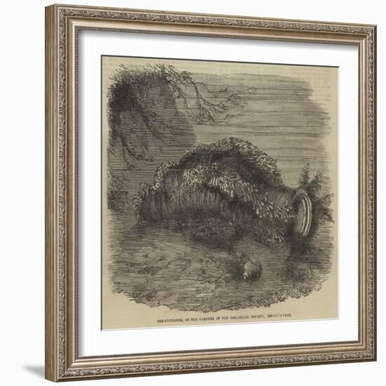 Sea-Cucumber, in the Gardens of the Zoological Society, Regent'S-Park-null-Framed Giclee Print