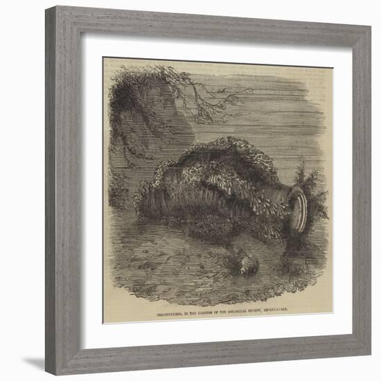 Sea-Cucumber, in the Gardens of the Zoological Society, Regent'S-Park-null-Framed Giclee Print