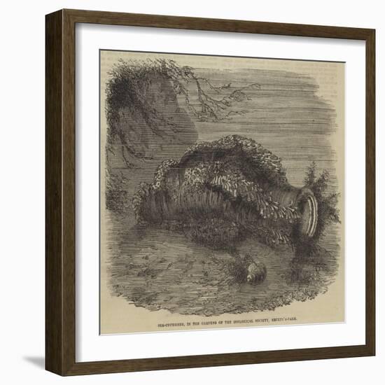 Sea-Cucumber, in the Gardens of the Zoological Society, Regent'S-Park-null-Framed Giclee Print