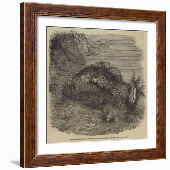 Sea-Cucumber, in the Gardens of the Zoological Society, Regent'S-Park--Framed Giclee Print