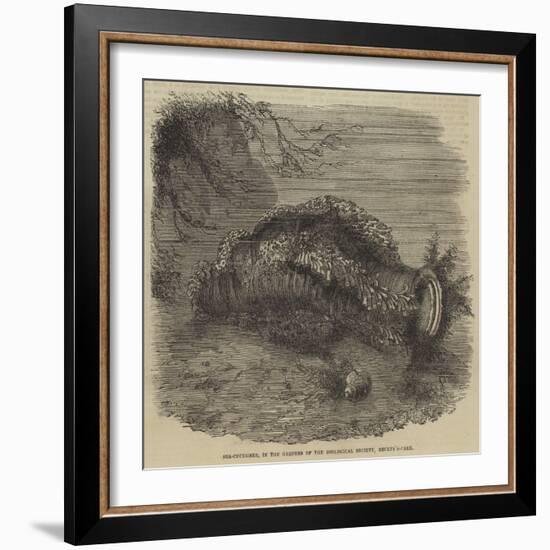 Sea-Cucumber, in the Gardens of the Zoological Society, Regent'S-Park-null-Framed Giclee Print