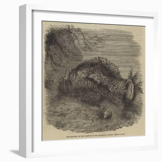 Sea-Cucumber, in the Gardens of the Zoological Society, Regent'S-Park-null-Framed Giclee Print