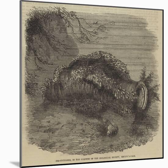 Sea-Cucumber, in the Gardens of the Zoological Society, Regent'S-Park-null-Mounted Giclee Print