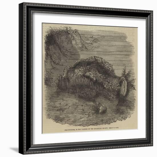 Sea-Cucumber, in the Gardens of the Zoological Society, Regent'S-Park-null-Framed Giclee Print