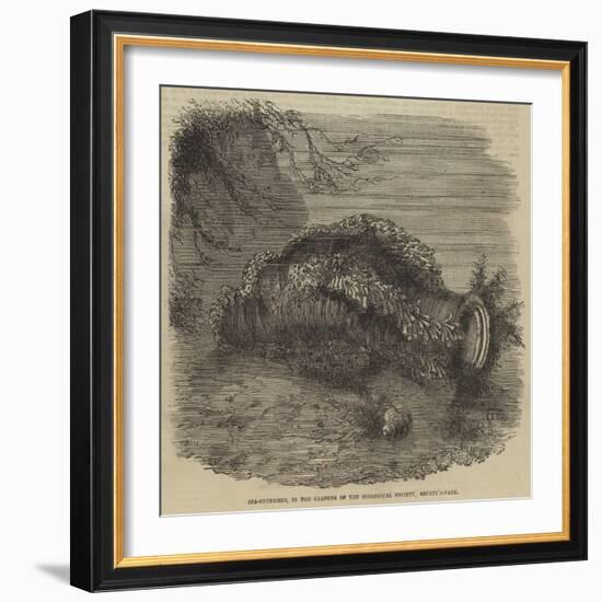 Sea-Cucumber, in the Gardens of the Zoological Society, Regent'S-Park-null-Framed Giclee Print