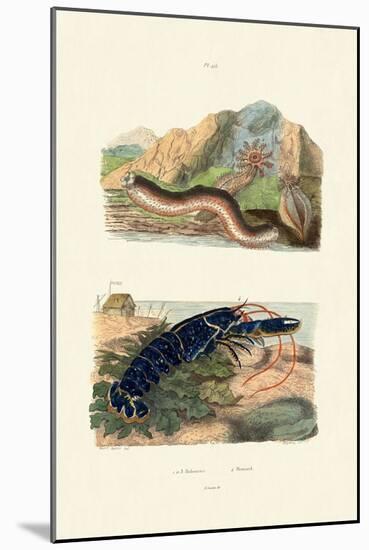 Sea Cucumbers, 1833-39-null-Mounted Giclee Print