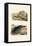 Sea Cucumbers, 1833-39-null-Framed Premier Image Canvas