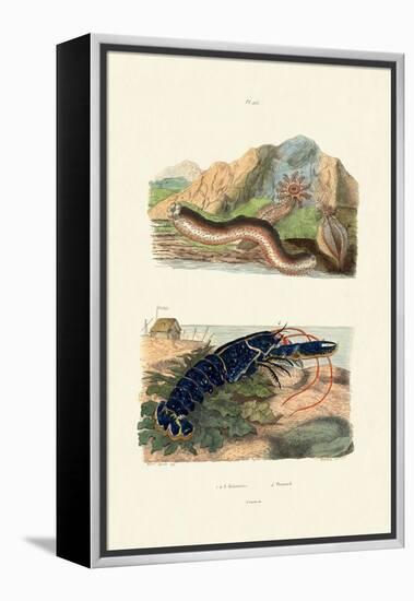 Sea Cucumbers, 1833-39-null-Framed Premier Image Canvas