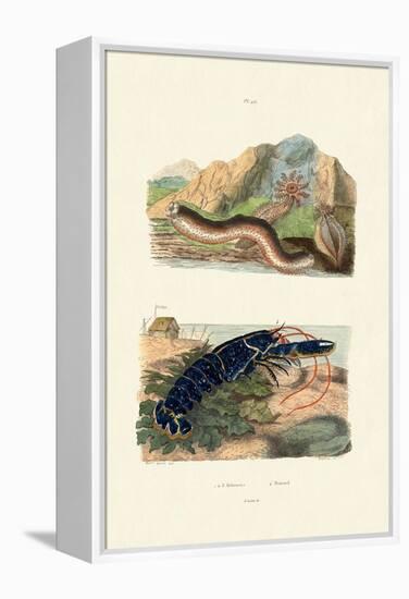 Sea Cucumbers, 1833-39-null-Framed Premier Image Canvas