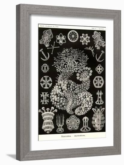 Sea Cucumbers-Ernst Haeckel-Framed Art Print