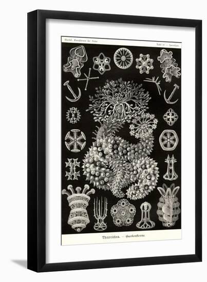 Sea Cucumbers-Ernst Haeckel-Framed Art Print