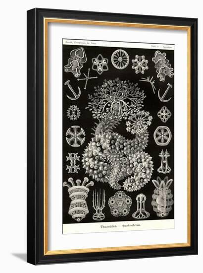 Sea Cucumbers-Ernst Haeckel-Framed Art Print