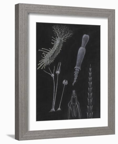 Sea Cucumbers-Philip Henry Gosse-Framed Giclee Print