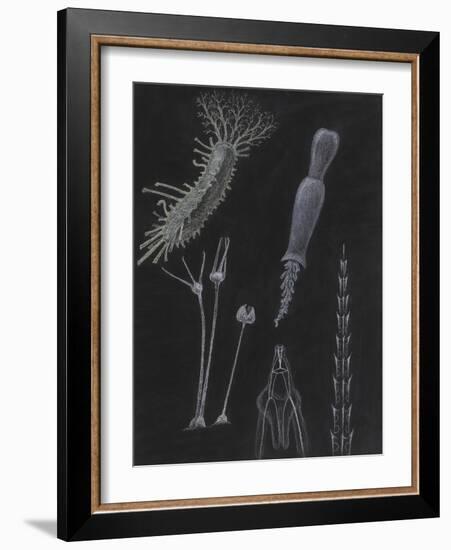 Sea Cucumbers-Philip Henry Gosse-Framed Giclee Print