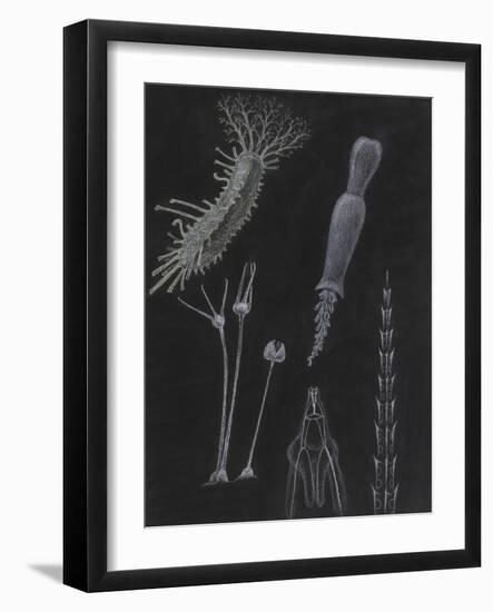 Sea Cucumbers-Philip Henry Gosse-Framed Giclee Print