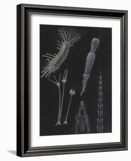 Sea Cucumbers-Philip Henry Gosse-Framed Giclee Print